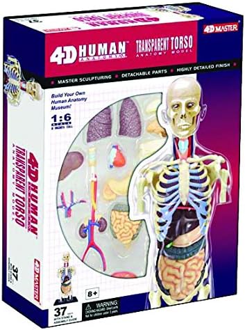 4D Master Human Anatomy Torso Model Kit - Educational Fun