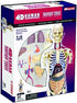 4D Master Human Anatomy Torso Model Kit - Educational Fun