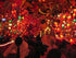 13.6Ft 35 Chili Pepper String Lights Plug in, LED Red Chili Pepper Christmas Lights, Connectable Chili Lights UL Listed