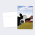 Tree-Free Greetings EcoNotes 12 Count Cow Photobomb All Occasion Notecard Set with Envelopes