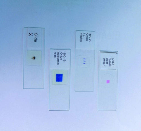 United Scientific Supplies 100-08 "Paramecium, WM" Prepared Microscope Slide