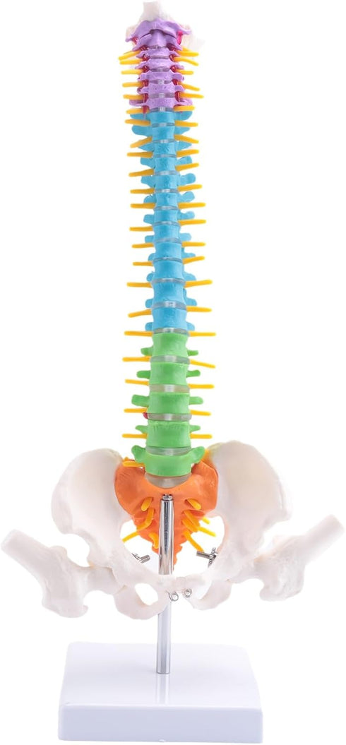 Luejnbogty 45Cm with Pelvic Human Anatomical Anatomy Spine Spinal Column Model Teaching Resources for Students