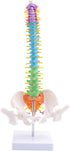 Luejnbogty 45Cm with Pelvic Human Anatomical Anatomy Spine Spinal Column Model Teaching Resources for Students
