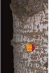 Orange Reflective Wing Tacks (Pack of 50), Glow Tacks, Hiking Markers, Trail Marking Tacks with Included LED Keychain