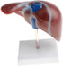 Luzhengyang 1:1 Human Liver Anatomical Model - Lifesize Teaching Display Kit for Science Biology Lab Supplies