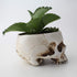 Mikayoo Skull Pen Holder - Skull Makeup Brush Holder and Storage Box for Office Desk, Green Plant Flower Pot