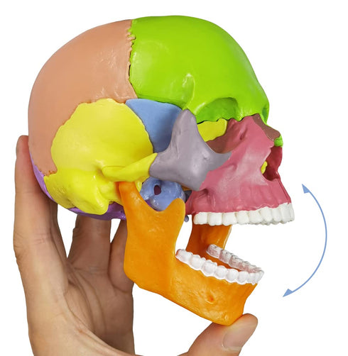 15-Parts HADWYN Puzzle Anatomy Skull Model,Colorful Medical Brain Model,Human Anatomy Exploded Skull Detachable Medical