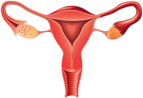 (24 24 WM365738 Wallmonkeys Female Reproductive System Anatomy Wall Decal Peel and Stick Graphic in H x in W)