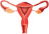 (18 18 WM365738 Wallmonkeys Female Reproductive System Anatomy Wall Decal Peel and Stick Graphic in H x in W)