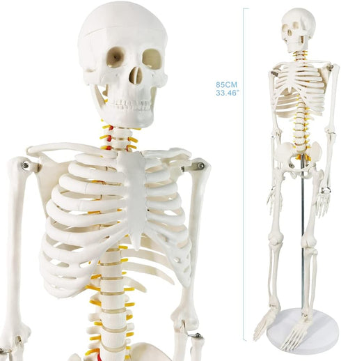34 NEW HORIZON Human Skeleton Model for Anatomy Tall Life Size Skeleton with Detachable Metal Base for Classroom