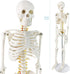 34 NEW HORIZON Human Skeleton Model for Anatomy Tall Life Size Skeleton with Detachable Metal Base for Classroom