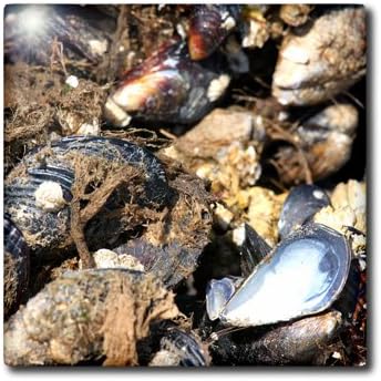 3dRose 8 Inch Pile of Mussels Clustered Together - Nature, Animal, sea, Shell, Crustacean, Tide Pool, Seafood Ceramic