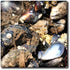 3dRose 8 Inch Pile of Mussels Clustered Together - Nature, Animal, sea, Shell, Crustacean, Tide Pool, Seafood Ceramic