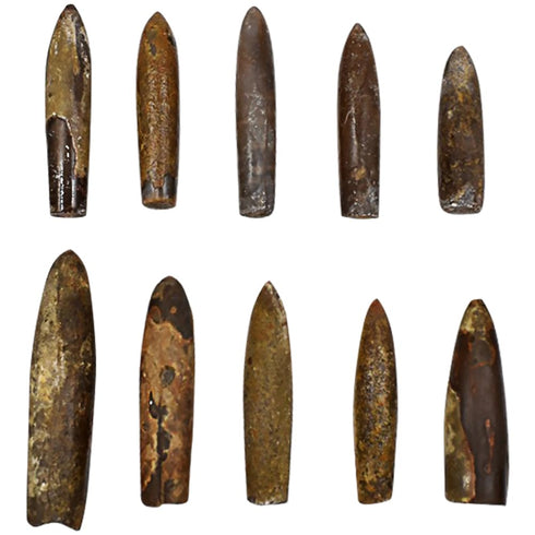 10pcs Paleontology Belemnite Specimen Science Ornament for Laboratory Supply