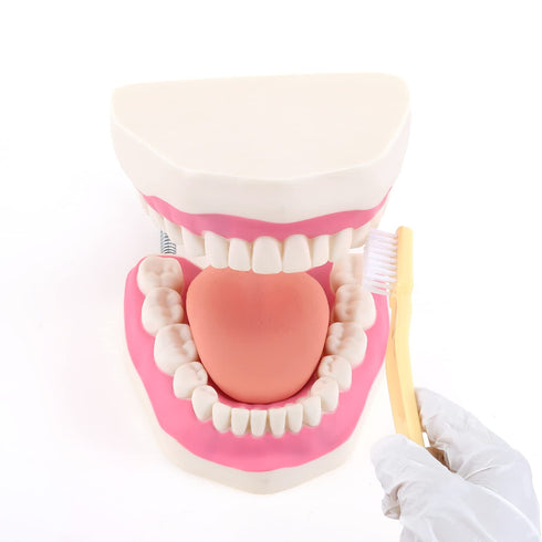 6 RONTEN Dental Teeth Care Model-Mouth Model for Speech Therapy, Enlarged Times Standard Size, for Both Dental