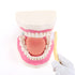 6 RONTEN Dental Teeth Care Model-Mouth Model for Speech Therapy, Enlarged Times Standard Size, for Both Dental