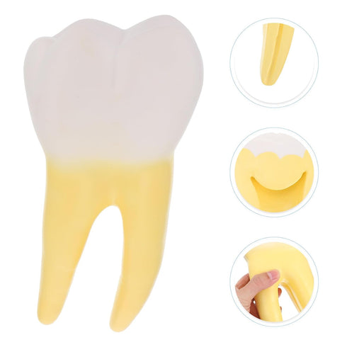 UPKOCH Molar Teeth Model for Dentist Simulation PVC Anatomical Tooth Specimen Oral Health Display Model for Teaching