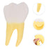 UPKOCH Molar Teeth Model for Dentist Simulation PVC Anatomical Tooth Specimen Oral Health Display Model for Teaching
