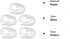 Plastic Tubing Clamps 1/4" - 5/16" Flow Control Hose Clamp, Laboratory Pinch Valve Shut Off - Pack of 5 White