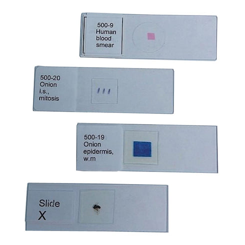 United Scientific Supplies 100-06 "Bacteria, 3 Types" Prepared Microscope Slide