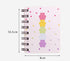 Yansanido Small Spiral Notebook, 4 Pcs 3.14 x 4.13 Inch, 4 Style Design, 80 Sheets - 160 Pages Journals for Study