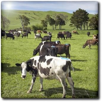 3dRose animal-AU02 DWA6057 6 Inch New Zealand, North Island, Dairy Cows, Farm - David Wall Ceramic Tile