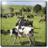 3dRose animal-AU02 DWA6057 6 Inch New Zealand, North Island, Dairy Cows, Farm - David Wall Ceramic Tile