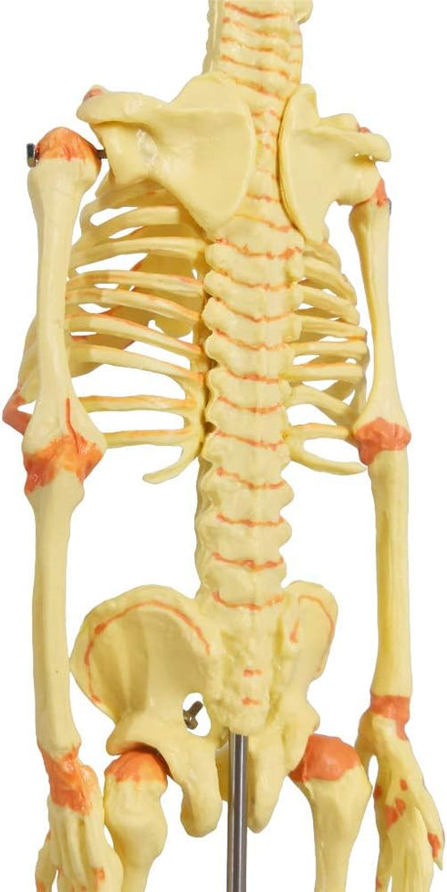 EVOTECH SCIENTIFIC Human Infant Skeleton Model, Twin-Skull, Human Fetus Skeleton W/Double-Skull Model for Medical Study