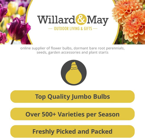 Bulbs 25 Bulbs Pack Iron Cross (Oxalis) Flower - per - Good for Indoor Forcing - Four Leaf Clover