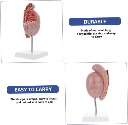 Anatomical Model of Male Reproductive System Enlarged Model for Medical Study and Biology Teaching for Educational