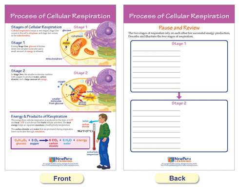 NewPath Learning Photosynthesis & Respiration Bulletin Board Charts, Set of 6 - Laminated, Double-Sided, 12" x 18"