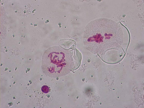 Prepared Animal Plant Cell Mitosis Meiosis Microscope Slides Set, 5pcs for Biology Class
