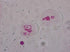 Prepared Animal Plant Cell Mitosis Meiosis Microscope Slides Set, 5pcs for Biology Class