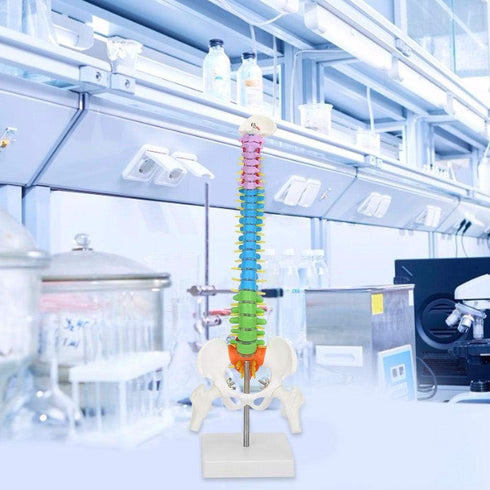 45cm/17.7in Human Spine Model Colored Flexible Scientific Anatomical Human Skeleton Spine Model Anatomy Model Including