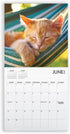 Cat Calendar 2025 with Sticker Pack - Kitten Square Large Wall Calendar 12 x 12 inch, Yearly Cat Lover's Calendar