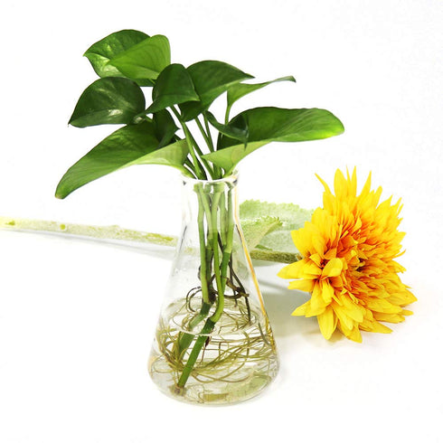 ULAB Scientific 3 Sizes Narrow-Mouth Glass Erlenmeyer Flask Set, 250ml 500ml 1000ml, 3.3 Borosilicate