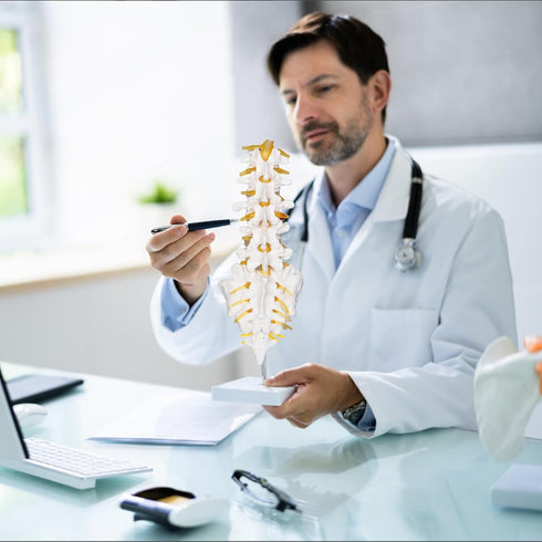 NLShan Scientific Lumbar Spine Model with 5 Vertebrae, Life Size Human Anatomy Model for Classrooms and Offices