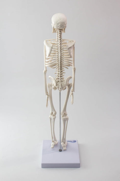 17.7 NEW HORIZON Human Skeleton Model for Anatomy,Movable Arms Legs Bones Structures,Whole Spine Ribs Skeleton