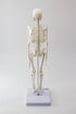 17.7 NEW HORIZON Human Skeleton Model for Anatomy,Movable Arms Legs Bones Structures,Whole Spine Ribs Skeleton