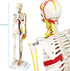 33" Human Skeleton Model with Nerves, Veins and Arteries, Removable Skull Cap, and Articulated Mandible - Includes
