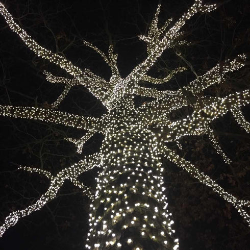 25ft 50 6" IP55, Dimmable, Novelty Lights LED Pure White Christmas Lights Outdoor/Indoor, Spacing, Green Wire String