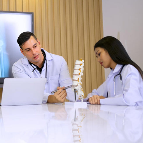 NLShan Scientific Lumbar Spine Model with 5 Vertebrae, Life Size Human Anatomy Model for Classrooms and Offices