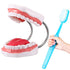 Baderke Huge Mouth Model with Hinge and Giant Toothbrush Set for Speech