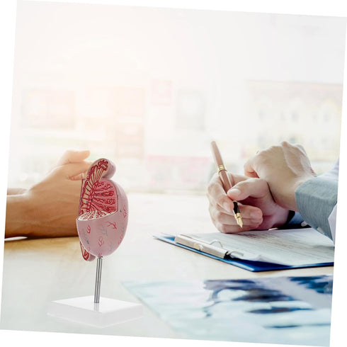 Anatomical Model of Male Reproductive System Enlarged Model for Medical Study and Biology Teaching for Educational