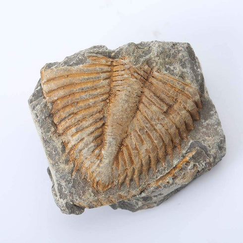 Lymhy Set 5 450 of Authentic Arthropod Real Trilobite Tail Fossil Rocks Kit Come Million Years ago for Collections