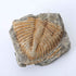 Lymhy Set 5 450 of Authentic Arthropod Real Trilobite Tail Fossil Rocks Kit Come Million Years ago for Collections