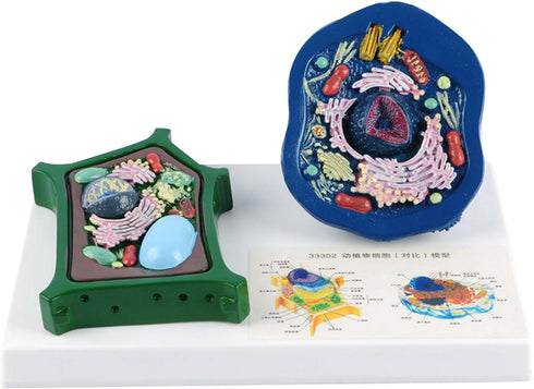 EMASDGEY Anatomical Animal Plant Cell Model with Detacheable Parts Biology Classroom Teaching Animal and Plant for Lab