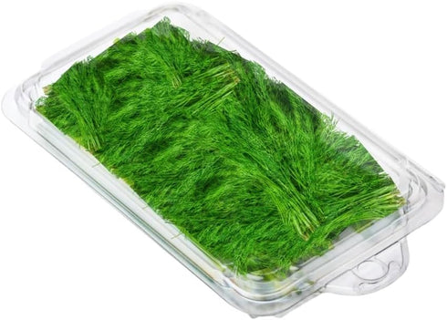 Smygoods Disposable Clear Plastic Clamshell Containers for Herbs, Leak-Proof, Ideal for Food Storage (0.5 Oz - Pack of