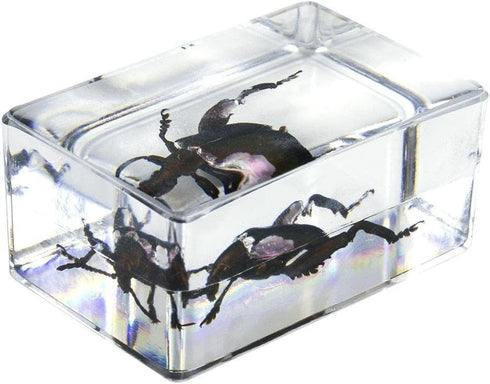 Celestron Real 3D Bugs in Clear Resin - 4pc Set of Wasp, Ant, Chafer, Beetle Specimens for Science Education