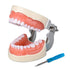 Typodont Teeth Model with 32 Detachable Teeth for Dental Hygiene Students, Teaching and Practice Tool